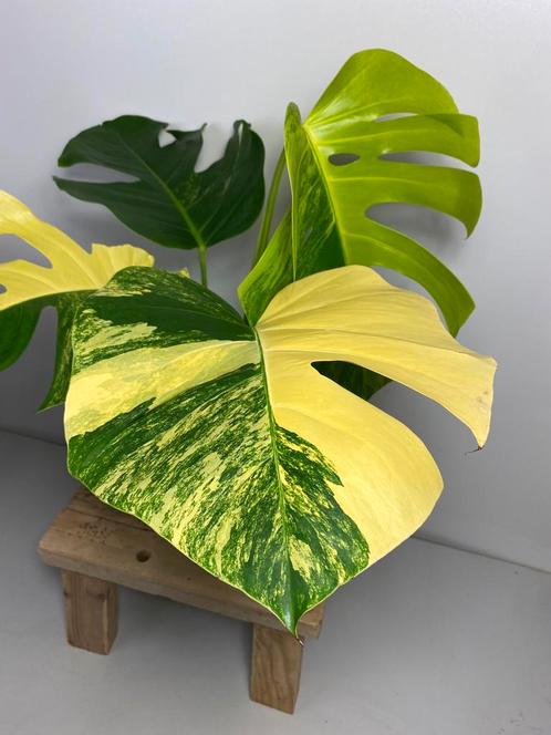 Monstera Deliciosa Aurea Variegata, Huis en Inrichting, Kamerplanten, Overige soorten, Minder dan 100 cm, Ophalen of Verzenden