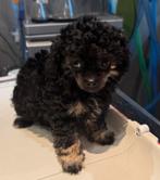 Twee toy poedel pupjes teefjes, Poedel, CDV (hondenziekte), 8 tot 15 weken, Teef