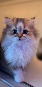 Britse langhaar en korthaar kittens., Dieren en Toebehoren, Katten en Kittens | Raskatten | Langhaar, Meerdere dieren, Ontwormd