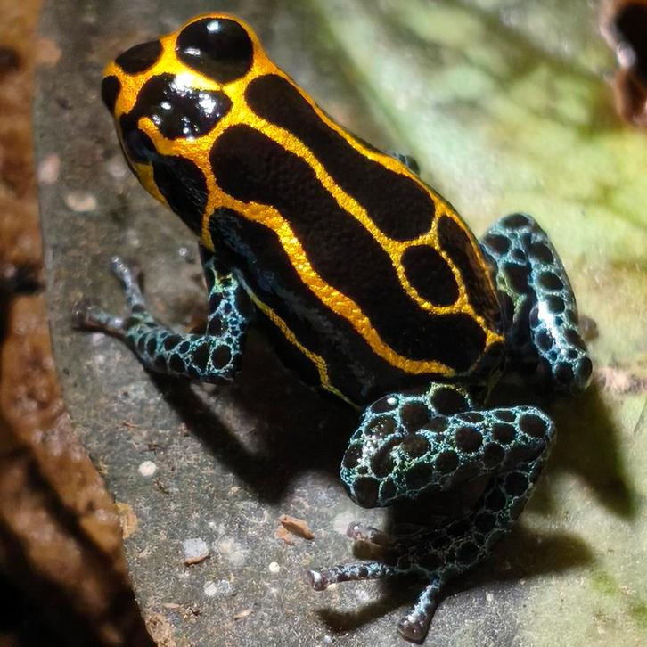 Ranitomeya imitator 'Yurimaguensis', Dieren en Toebehoren, Reptielen en Amfibieën, Amfibie, 0 tot 2 jaar