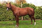 Te koop quarter hengst Walla whiz crome X Skip N Wimp BB, Dieren en Toebehoren, Hengst