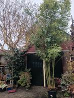 Mooie grote Bamboe Phyllostachys aurea, Vaste plant, Bloeit niet, Halfschaduw, Ophalen