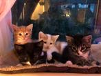 Kittens MOGEN DIRECT WEG!, Meerdere dieren, Kortharig, 0 tot 2 jaar