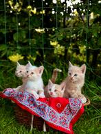 Boerderij kittens, Dieren en Toebehoren, Meerdere dieren, Ontwormd