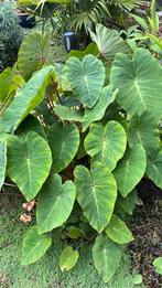 Colocasia `Pink China`, Tuin en Terras, Planten | Tuinplanten, Vaste plant, Halfschaduw, Zomer, Ophalen