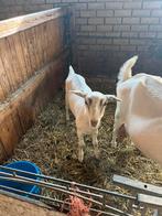 Mooie witte  geit te koop, Dieren en Toebehoren, Vrouwelijk, Geit