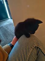 4 ontzettend lieve en sociale kitten, Dieren en Toebehoren, Katten en Kittens | Overige Katten, Kater