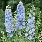 Delphinium cultorum ridderspoor, vaste plant, sierplant, Tuin en Terras, Planten | Tuinplanten, Halfschaduw, Zomer, Vaste plant