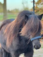 🩷Super lieve betuigde stamboekmerrie!🩷en nog veel meer!!!!, Dieren en Toebehoren, Merrie, Gechipt, Zadelmak, A pony (tot 1.17m)