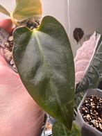 Anthurium Indo Portillae X Black Sweet x 1, Ophalen of Verzenden, Halfschaduw, Minder dan 100 cm
