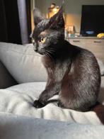 Laatste Siamees (vrouw), Dieren en Toebehoren, Katten en Kittens | Raskatten | Korthaar, Kater, Ontwormd, 0 tot 2 jaar