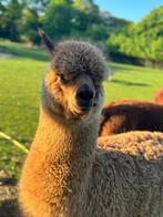 Alpaca, Dieren en Toebehoren, Overige Dieren, Mannelijk, Na 1 juli 2024