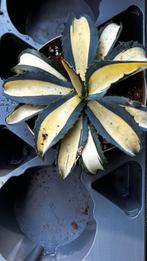 Agave America Mediopicto Aurea, Tuin en Terras, Planten | Tuinplanten, Ophalen, Bloeit niet, Overige soorten, Volle zon