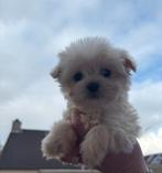 Maltipoo teefjes, Dieren en Toebehoren, Maltezer, 8 tot 15 weken, Teef, Parvo