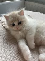 Siberische kittens, Meerdere dieren, Ontwormd, 0 tot 2 jaar