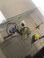 Parkiet, Dieren en Toebehoren, Geslacht onbekend, Parkiet, Tam