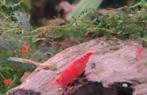 Red cherry neocaridina te koop, Dieren en Toebehoren, Kreeft, Krab of Garnaal
