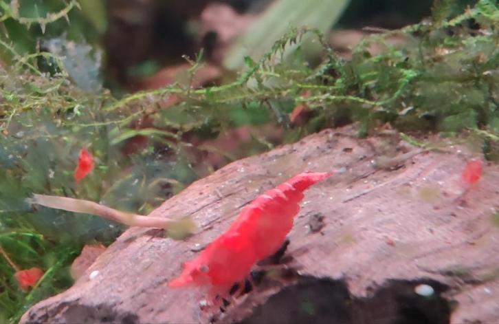 Red cherry neocaridina te koop, Dieren en Toebehoren, Vissen | Aquariumvissen, Kreeft, Krab of Garnaal