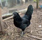 Ayam Cemani broedeieren, Kip, Geslacht onbekend