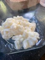 Actieve melk kefir korrels. Kefir, yoghurt plant, Diversen, Ophalen