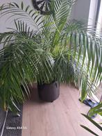 Grote Kamerplant Palm in Pot, Huis en Inrichting, Kamerplanten, Ophalen, 100 tot 150 cm, Palm, Halfschaduw