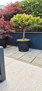 Pinus Nigra Pierrick Bergen op stam bonsai, Tuin en Terras, Planten | Bomen, Ophalen of Verzenden
