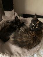 2 maine coon kittens, poesjes Samen!, Meerdere dieren, Ontwormd, 0 tot 2 jaar