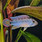 Apistogramma nijsseni, Dieren en Toebehoren, Vis