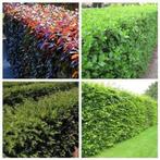 Diverse hagen / tuin & erf afscheiding, Tuin en Terras, Ophalen of Verzenden, Klimplanten, Volle zon