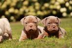 Old english bulldog pups, Dieren en Toebehoren, 8 tot 15 weken, Meerdere, Meerdere dieren, Nederland