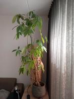 Grote plant inclusief pot., Huis en Inrichting, Kamerplanten, Ophalen, Overige soorten, Minder dan 100 cm