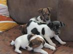 Te koop Jack Russell pups, Jack Russell Terriër, 8 tot 15 weken, Parvo, Meerdere