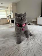 britse korthaar kittens, Dieren en Toebehoren, Katten en Kittens | Raskatten | Korthaar, Poes, Ontwormd