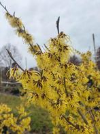 Hamamelis intermedia 'Arnold promise'/ Toverhazelaar, Ophalen, Volle zon, Overige soorten