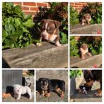 Prachtige pocket American Bully pups met stamboom, Dieren en Toebehoren, België, Particulier, Rabiës (hondsdolheid), Overige rassen
