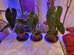 Anthurium Queremalense Actie!!, Overige soorten, Minder dan 100 cm, Groene kamerplant, Halfschaduw