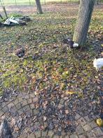 Faverolle hanen en trio Friese hoen, Dieren en Toebehoren, Pluimvee, Mannelijk, Kip