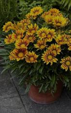 Gazania, Ophalen, Zomer, Overige soorten, Volle zon