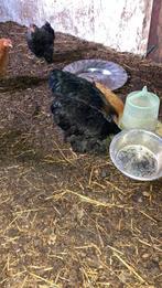 10 Cochin hanen te koop, Dieren en Toebehoren, Pluimvee, Mannelijk, Kip