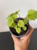 Kindje-op-moeders-schoot, Huis en Inrichting, Kamerplanten, Ophalen, Overige soorten, Halfschaduw, Minder dan 100 cm