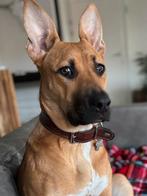 Lieve pup van 8 maanden, Dieren en Toebehoren, Honden | Herdershonden en Veedrijvers, België, Particulier, Rabiës (hondsdolheid)