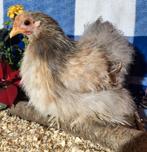 7 zijdevederige Cochin kriel hennen met 2 haantjes te koop., Dieren en Toebehoren, Pluimvee, Meerdere dieren, Kip
