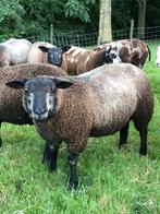 Texelse blauwe rammen, Dieren en Toebehoren, Schapen, Geiten en Varkens, Mannelijk, Schaap