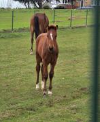 Emerald x For Pleasure x Ustinov hengstveulen, Dieren en Toebehoren, Springpaard, Gechipt, 0 tot 2 jaar, Hengst