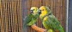 Kweek koppel Blauw voorhoofd geel schouder Amazones, Meerdere dieren, Parkiet, Geringd