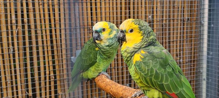 Kweek koppel Blauw voorhoofd geel schouder Amazones, Dieren en Toebehoren, Vogels | Parkieten en Papegaaien, Parkiet, Meerdere dieren