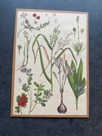 16 prenten bloemen/ planten19x27 p.st 6,00 oa klaproos, Ophalen of Verzenden, Natuur en Biologie