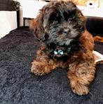 Poedel toy ×boomer (1 reutje over)klaar voor verhuizen, Dieren en Toebehoren, Honden | Chihuahua's en Gezelschapshonden, Poedel