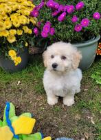 Leuke boomer pups te koop!, Overige rassen, CDV (hondenziekte), 8 tot 15 weken, Meerdere