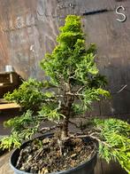 Mooie bonsai, Tuin en Terras, Planten | Bomen, Ophalen of Verzenden, Overige soorten, Minder dan 100 cm